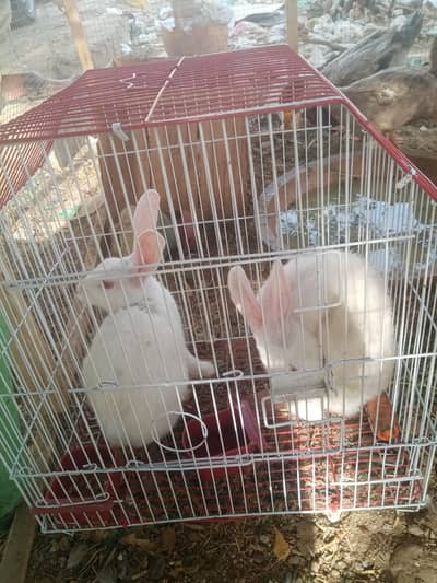 Albino rabbit