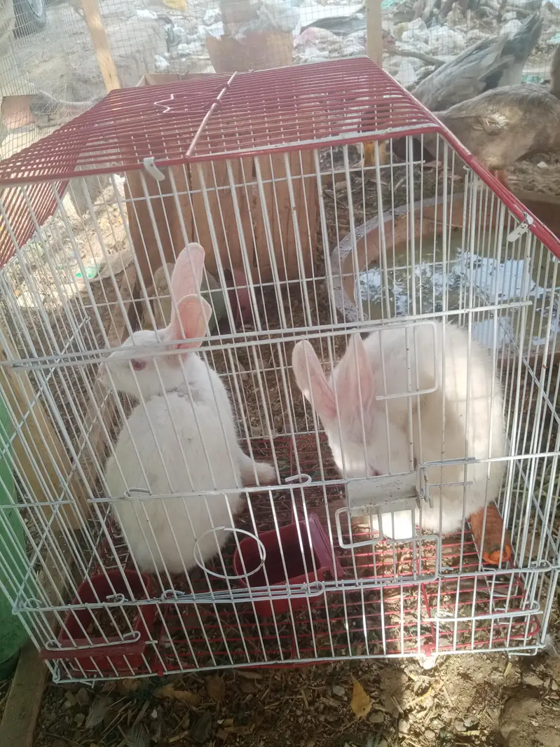 Albino rabbit