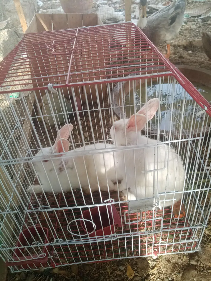 Albino rabbit — photo 2