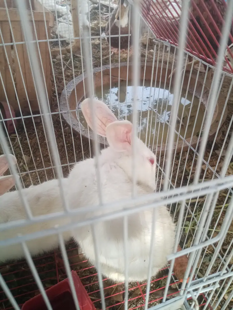 Albino rabbit — photo 3