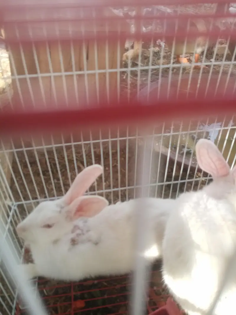 Albino rabbit — photo 4