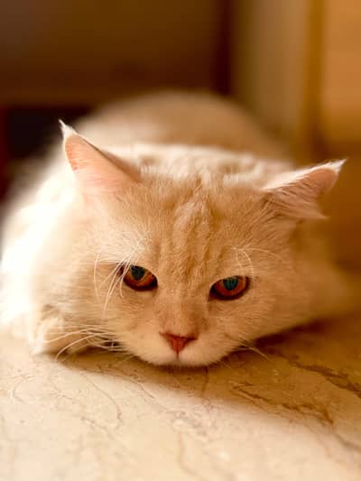 Cats for Sale | Siberian Male Cats | 11 Months | Grey & White