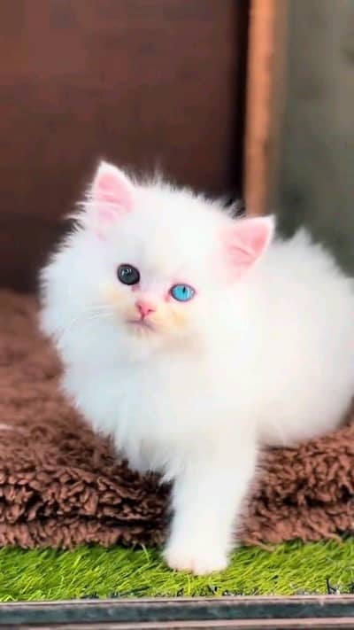 Persian cat for sale male or female my WhatsAppnumber33=44=59=12=04
