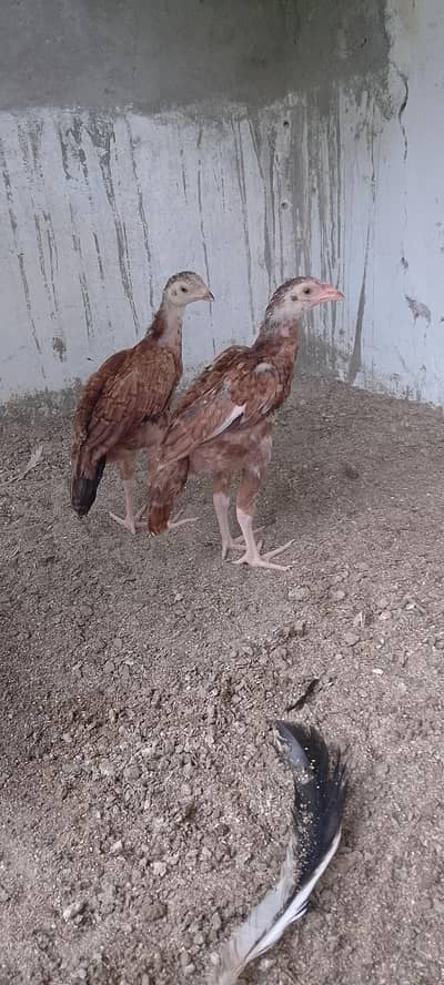 Mianwali chicks