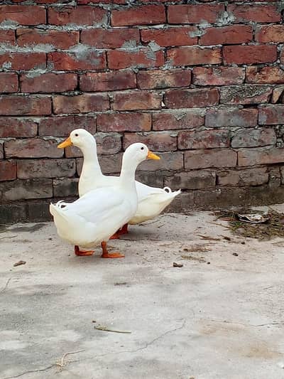 pure white dono Ducks male . 03008076142