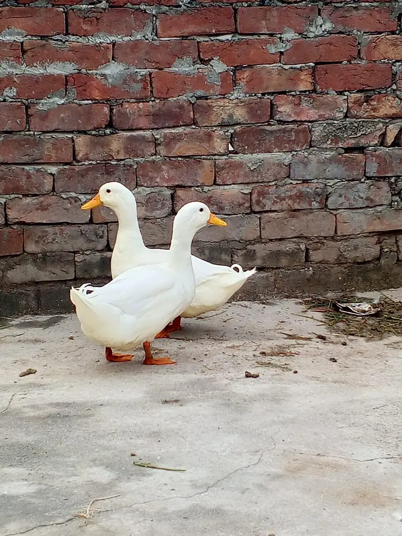 pure white dono Ducks male . 03008076142