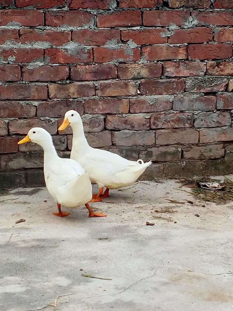 pure white dono Ducks male . 03008076142 — photo 2