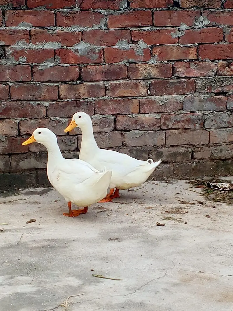 pure white dono Ducks male . 03008076142 — photo 3