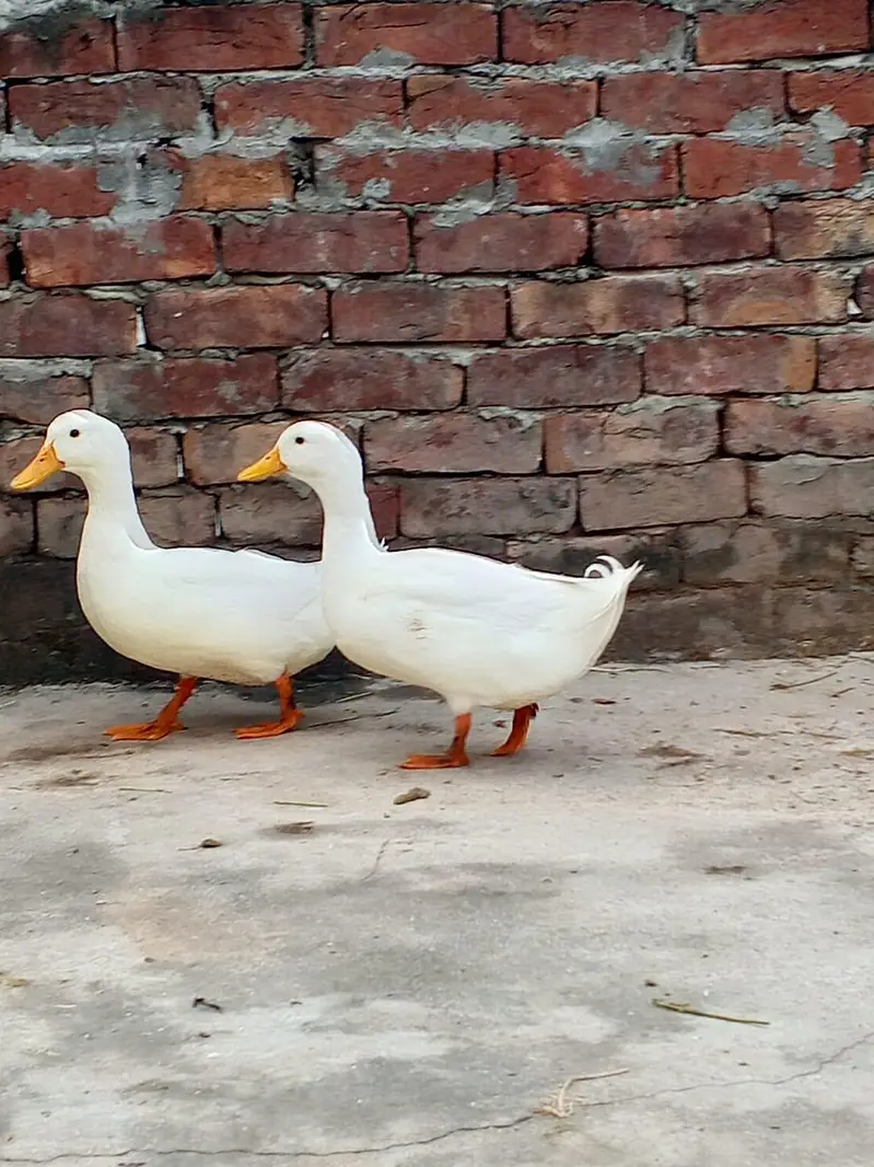 pure white dono Ducks male . 03008076142 — photo 4