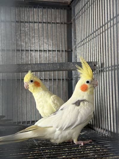 Love birds and cocktail pairs (all colony for sale)