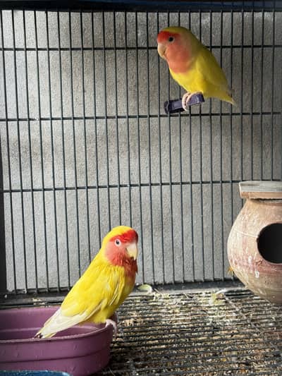 Love birds and cocktail pairs (all colony for sale)
