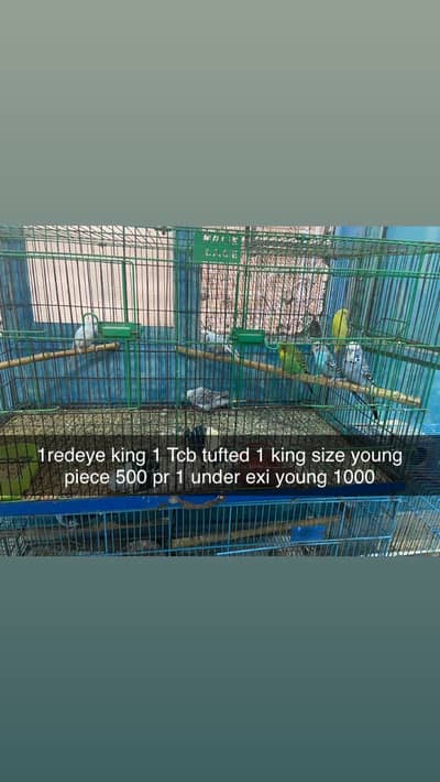 Red eye breeder pairs 8 portions cage and boxes