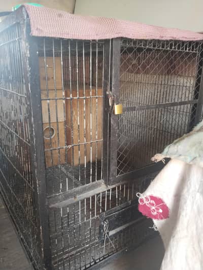Iron cage for sale Big Perrots Raw, Mecuw, African Gary etc