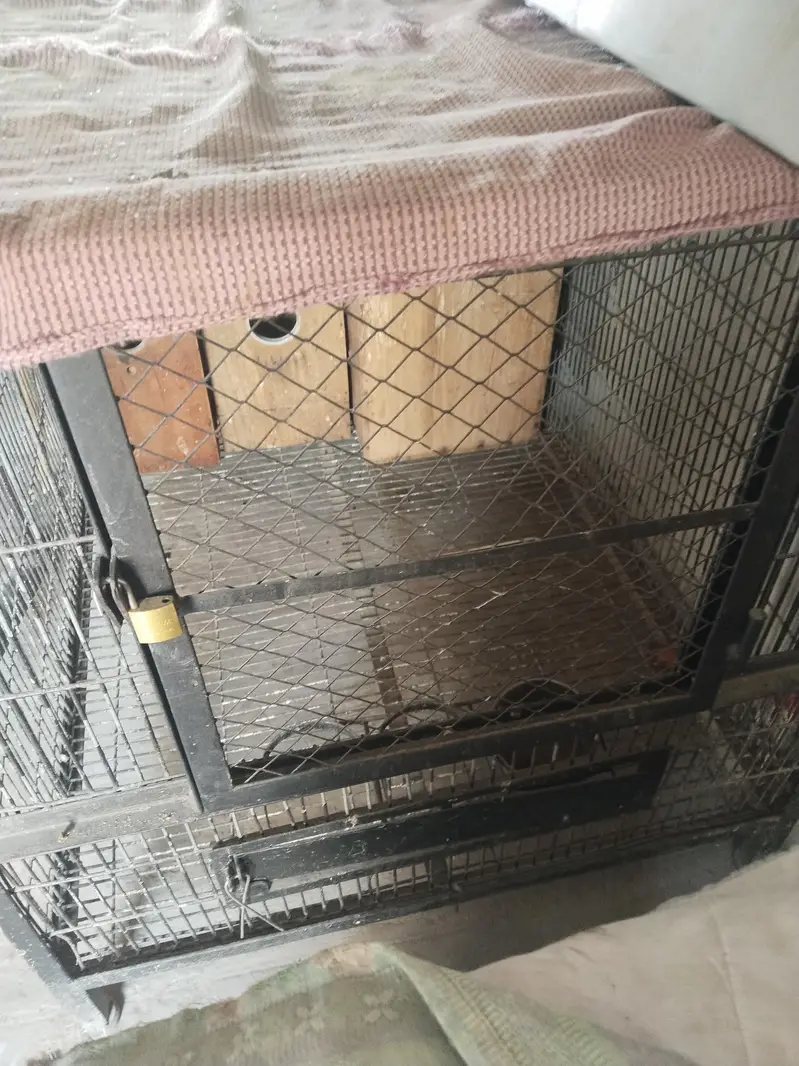 Iron cage for sale Big Perrots Raw, Mecuw, African Gary etc — photo 2