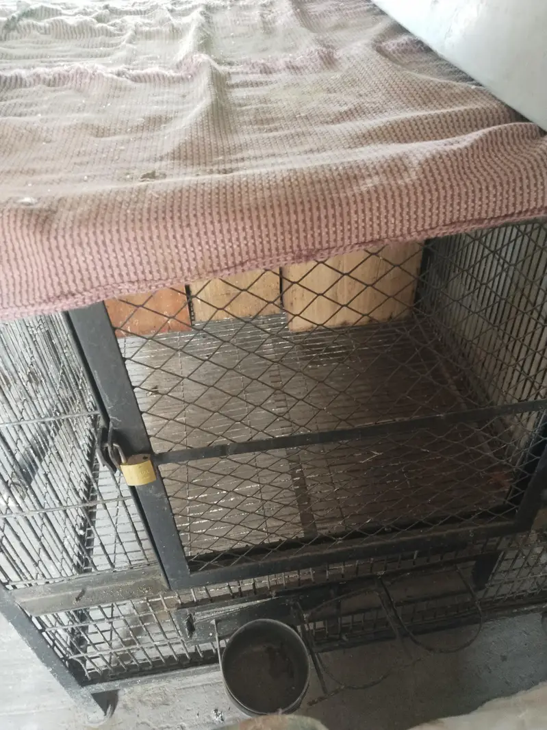 Iron cage for sale Big Perrots Raw, Mecuw, African Gary etc — photo 3