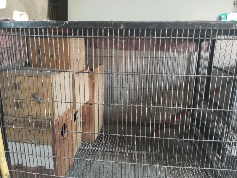 Iron cage for sale Big Perrots Raw, Mecuw, African Gary etc — photo 4