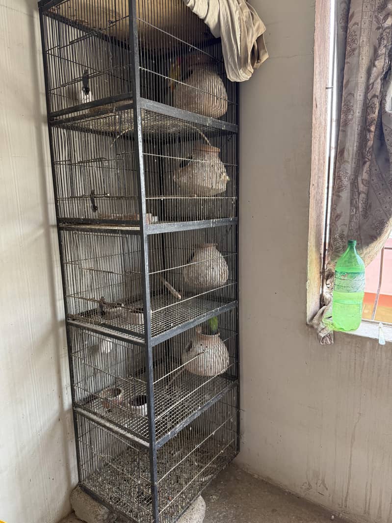 Parrot Cage 1