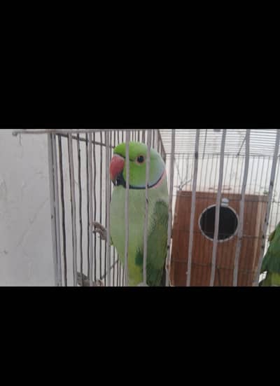 Healthy Pair of Green Ringneck Parrots – 11 Months Old