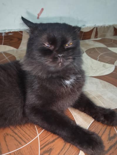Persian cat black