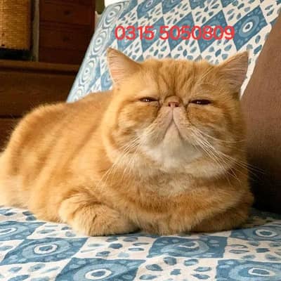 Peki Male Cat Available for Mating Not  For Sell