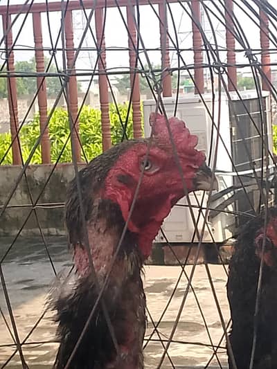 Black shamo breeder pair healthy and active