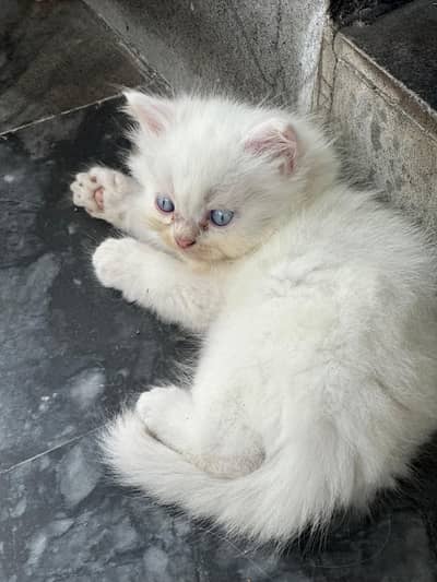 pure Persian kitten