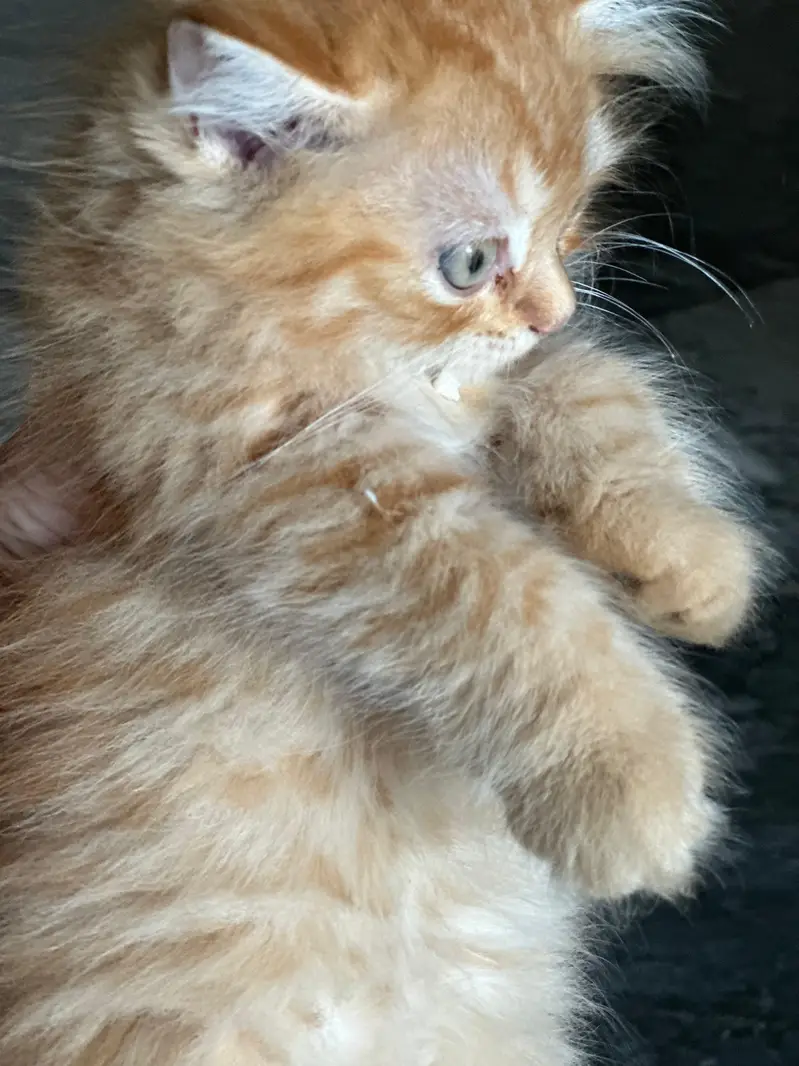 pure Persian kitten — photo 2