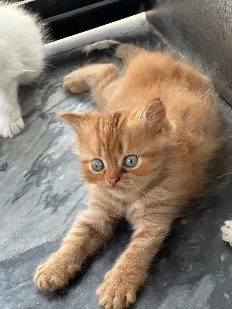 pure Persian kitten — photo 3