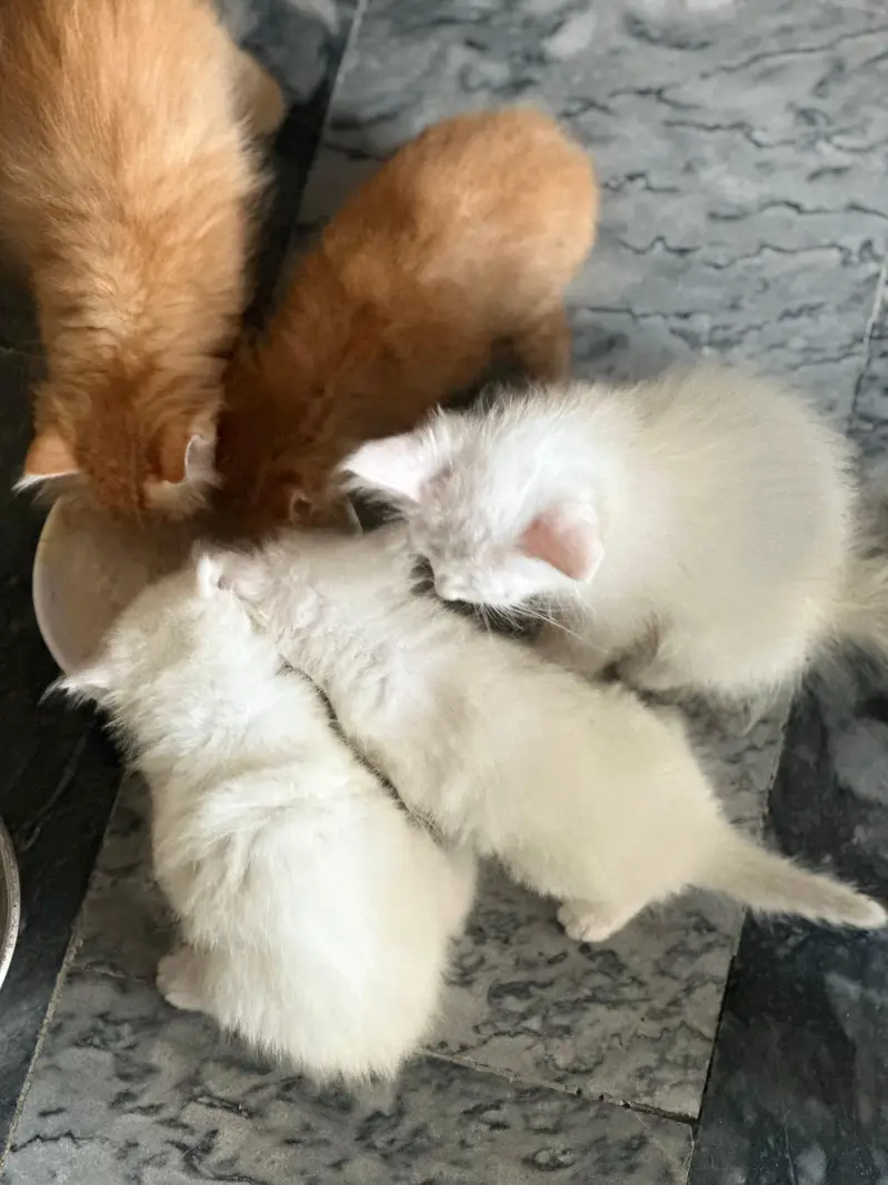 pure Persian kitten — photo 4