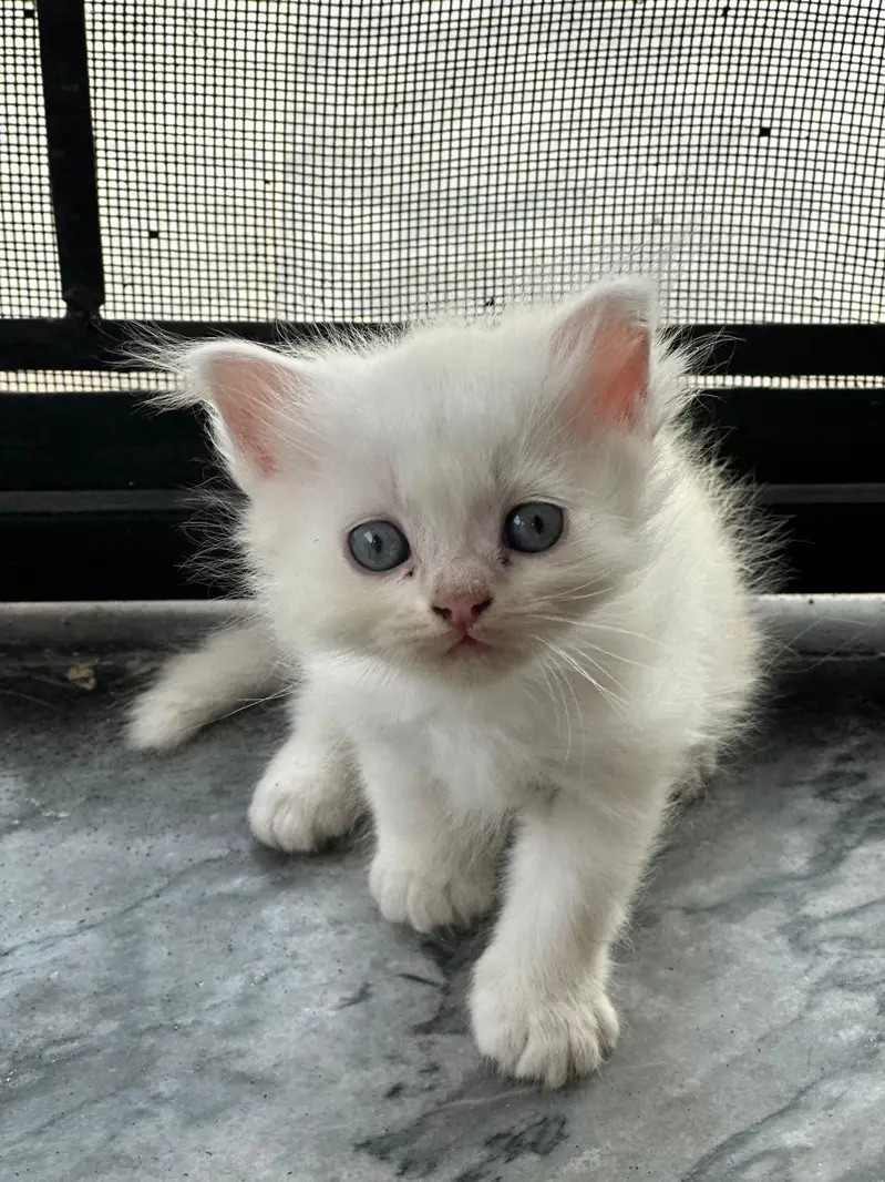 pure Persian kitten — photo 5