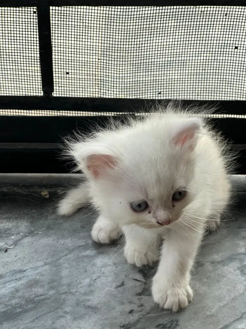 pure Persian kitten — photo 6