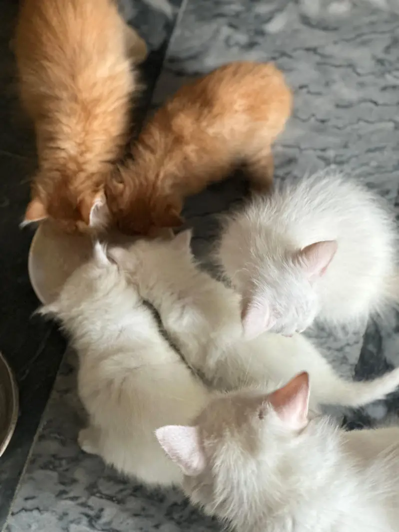 pure Persian kitten — photo 7
