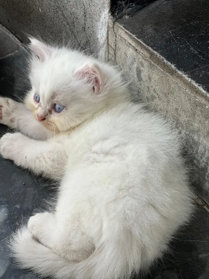 pure Persian kitten — photo 8