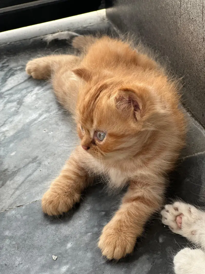 pure Persian kitten — photo 9