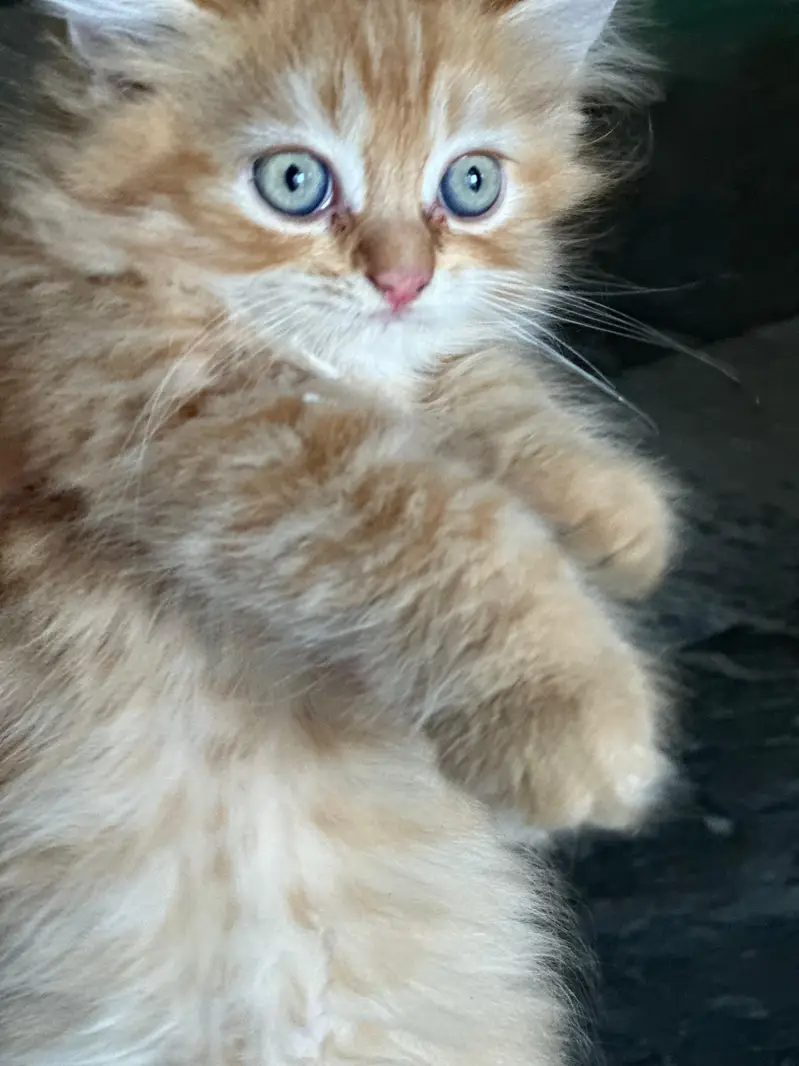 pure Persian kitten — photo 10