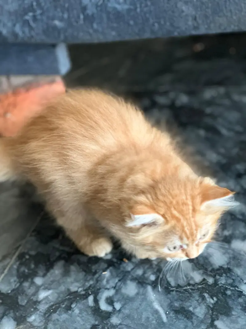pure Persian kitten — photo 11