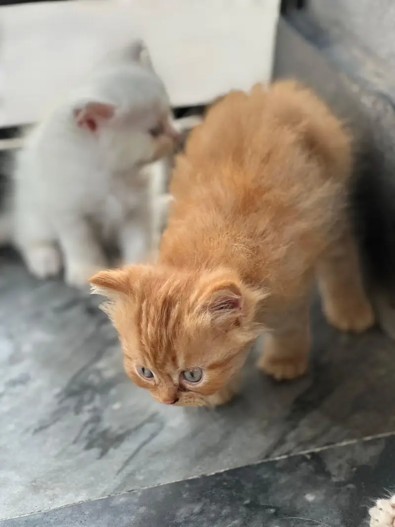 pure Persian kitten — photo 12