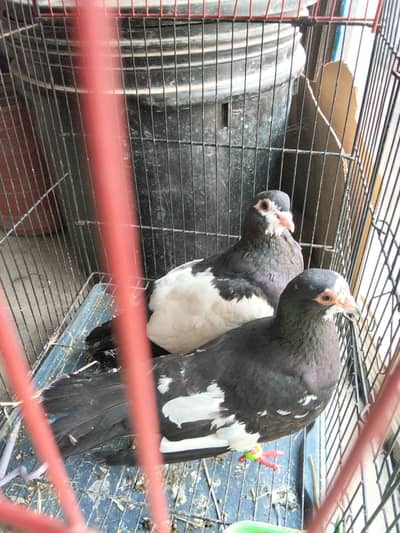 Khar Pigeons Pair Jhoda