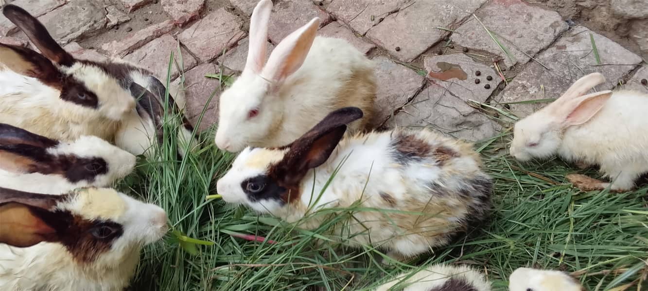 rabbit 1