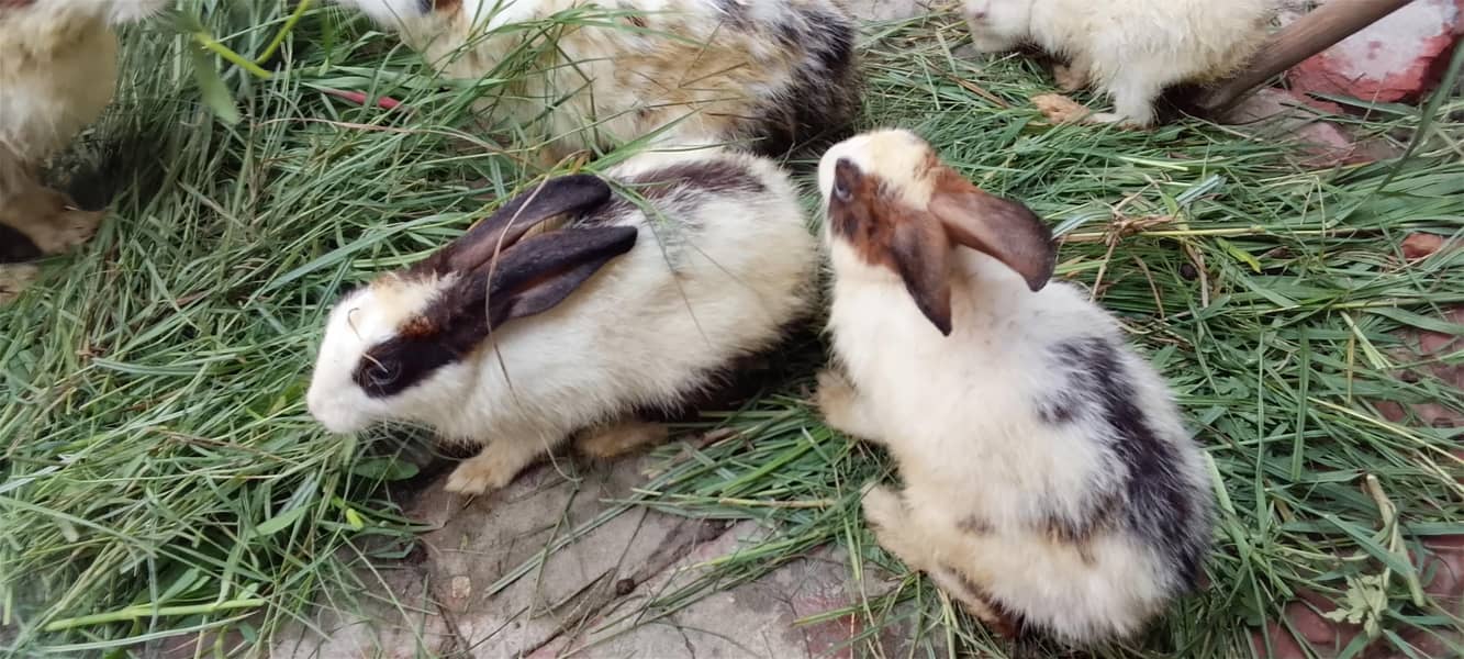 rabbit 2