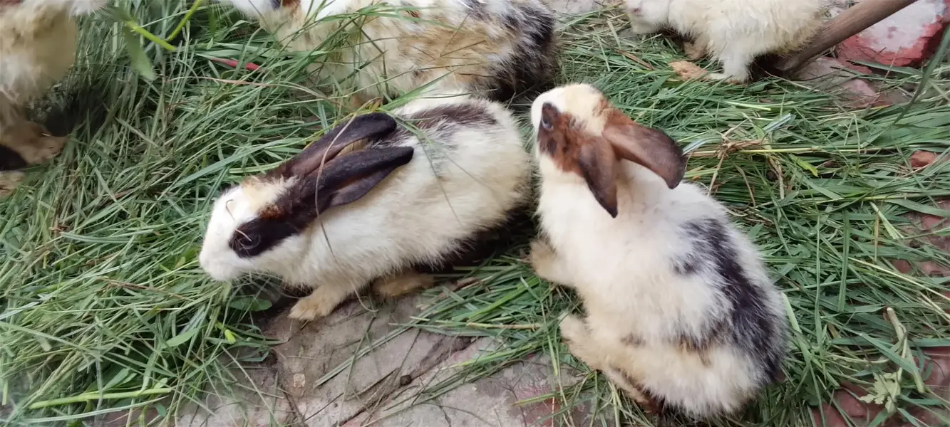 rabbit — photo 3