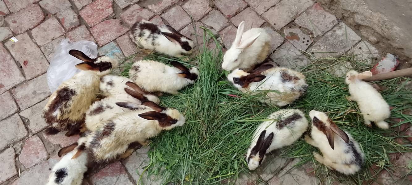 rabbit 3