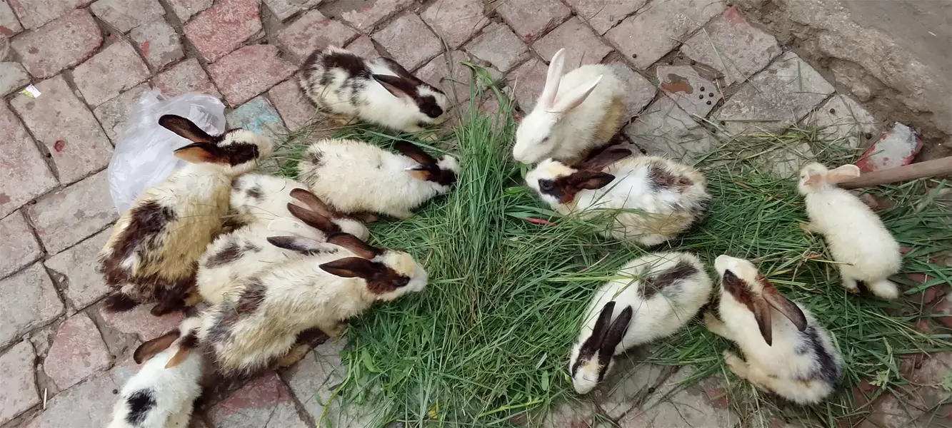 rabbit — photo 4