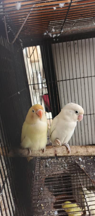 love bird breeder health pair