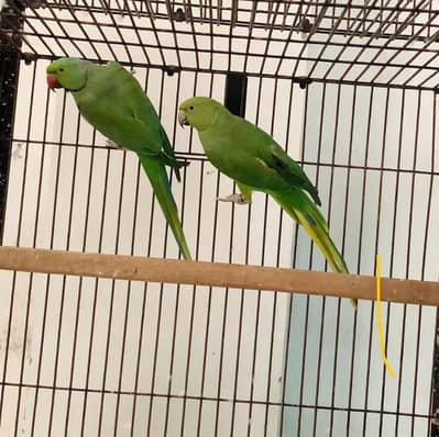 Green ringneck pair