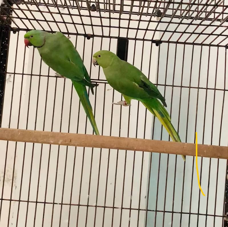 Green ringneck pair 0