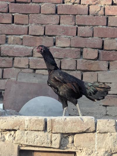 Aseel Mianwali or Thai cross female