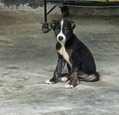 Afghan kuchi male puppy ( vaccinated)