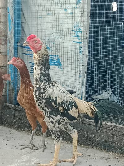 Aseel murga sale