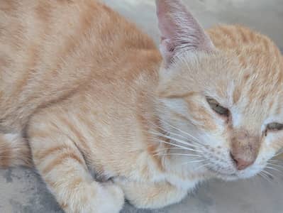 American cat for sale my watsapp number 0-323-7309606